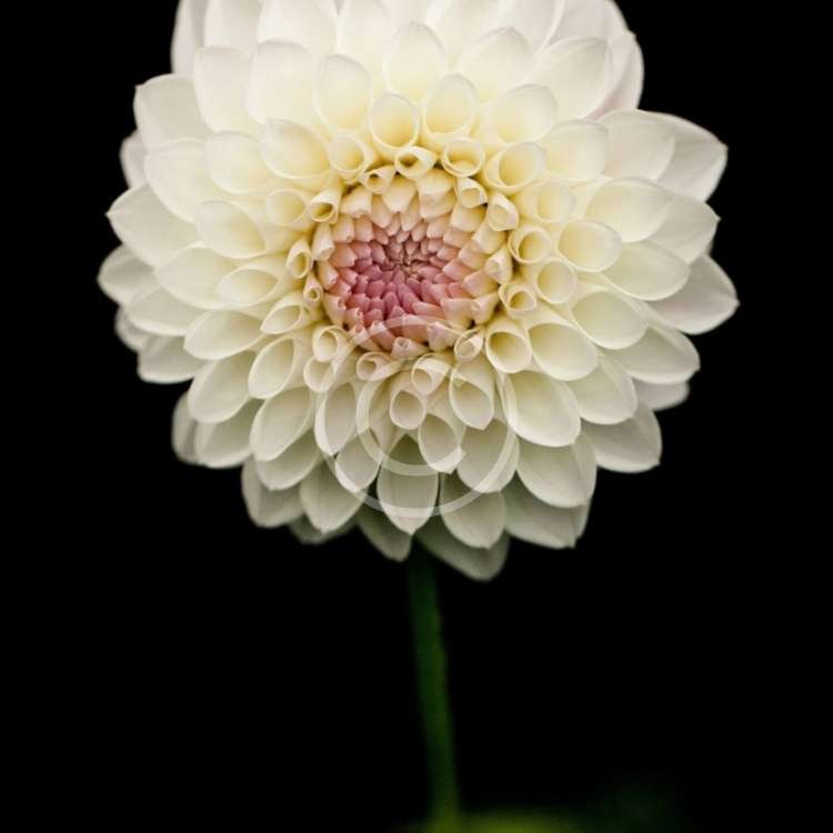 Natural Beauty